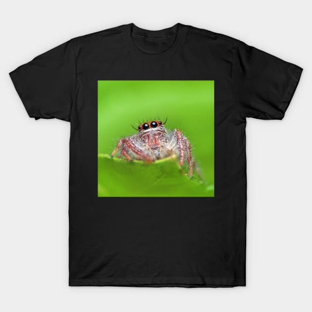 Jumping Spider T-Shirt by Rosettemusicandguitar
